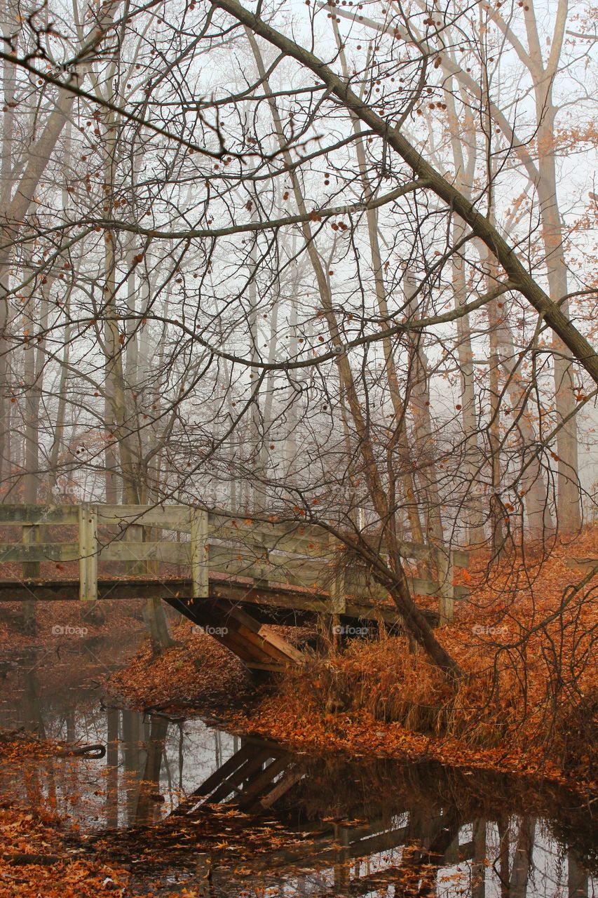 Foot Bridge in the Forest on a Foggy Morning