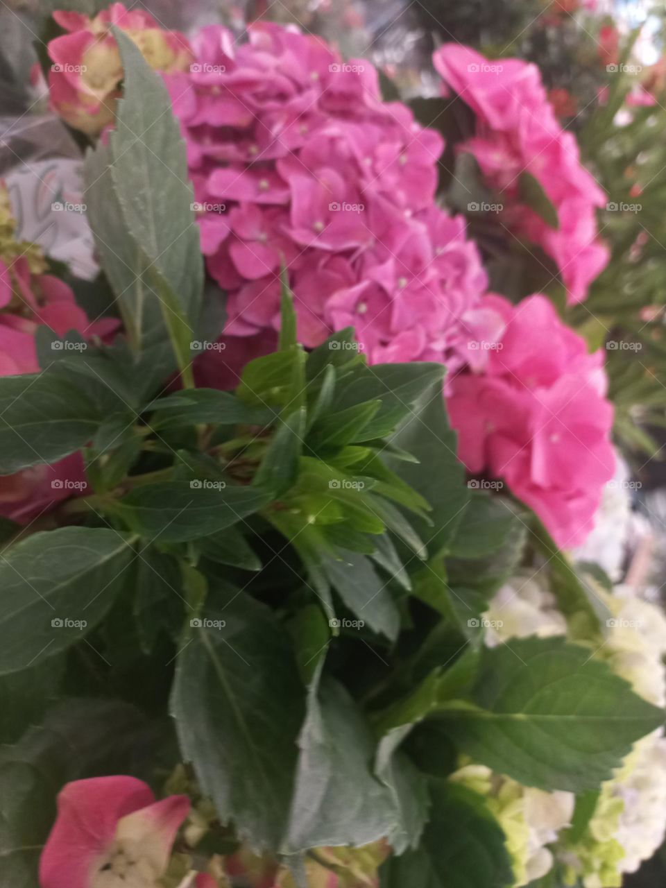 Hortênsia, são flores exuberantes, que florescem na Primavera e verão, sendo um espetáculo  á parte. As folhas e flores são essencialmente ornamentais