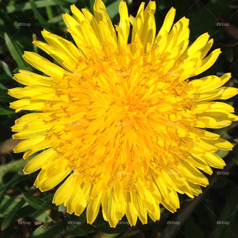 Dandelion!. Yellow weed, dandelions of plenty, spring growth yellow, beautiful yellow!