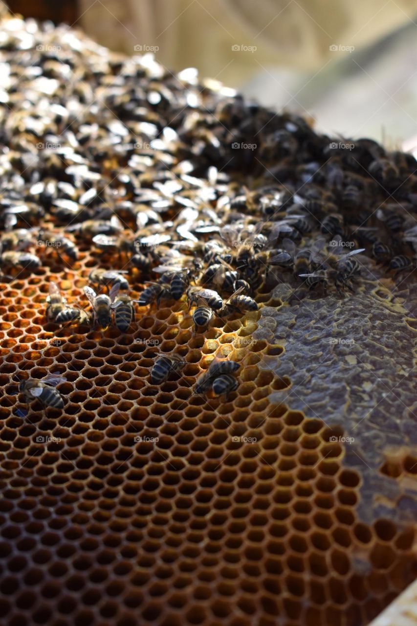 Bees in the hive making honey