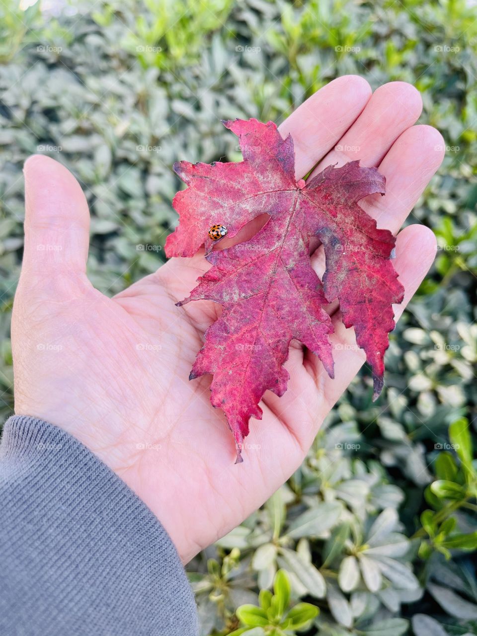Close up shot of fall red leaf on the hand with the ladybug on it with the bush background.