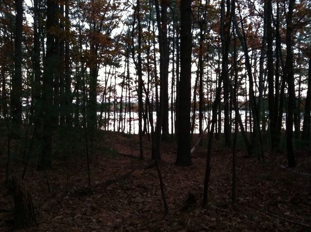 Trees at lake