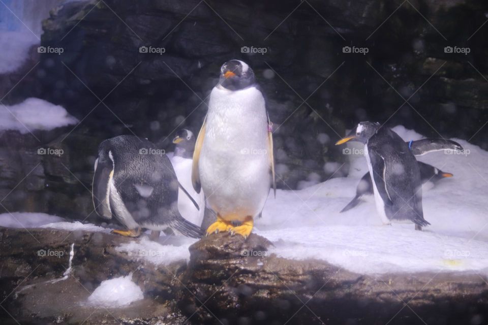 Penguins