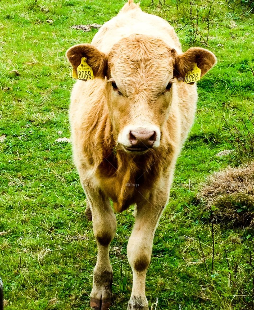 Sally the cow
