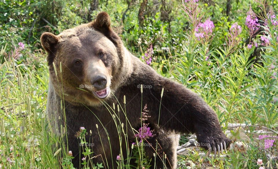 Boo the rescued Grizzly bear lives at refuge at Kicking Horse Mountain 