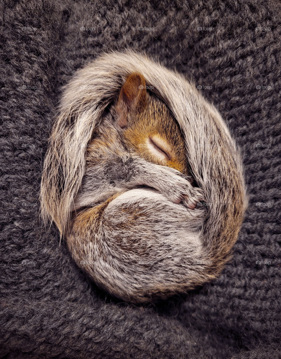 Baby gray squirrel curled up in a circle sleeping on a knit blanket.