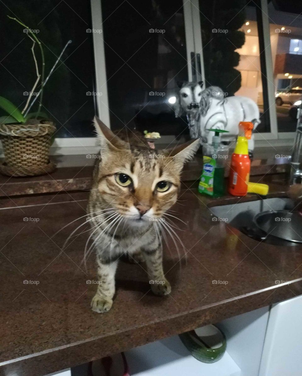 Gato es sorprendido en la mesa de la cocina y se asusta.