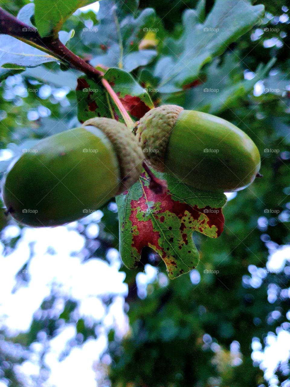 осенний привет