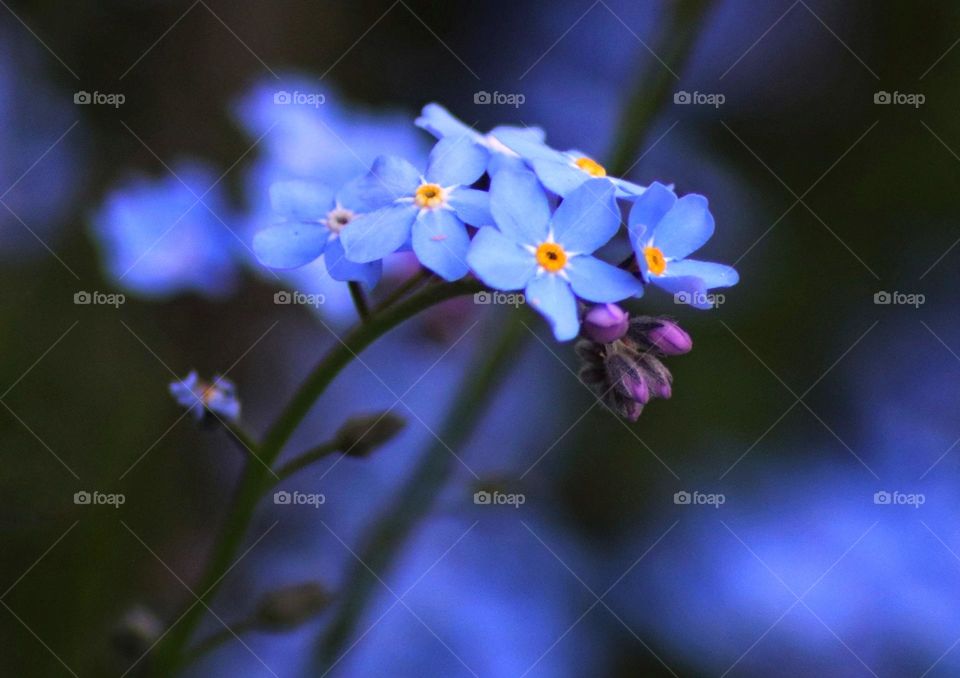 Forget-me-not