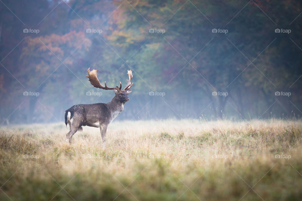 Deer, Mammal, Antler, Buck, Stag