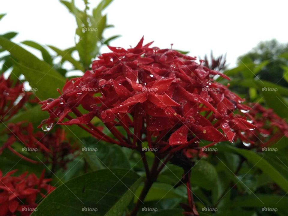 red flower in the garden