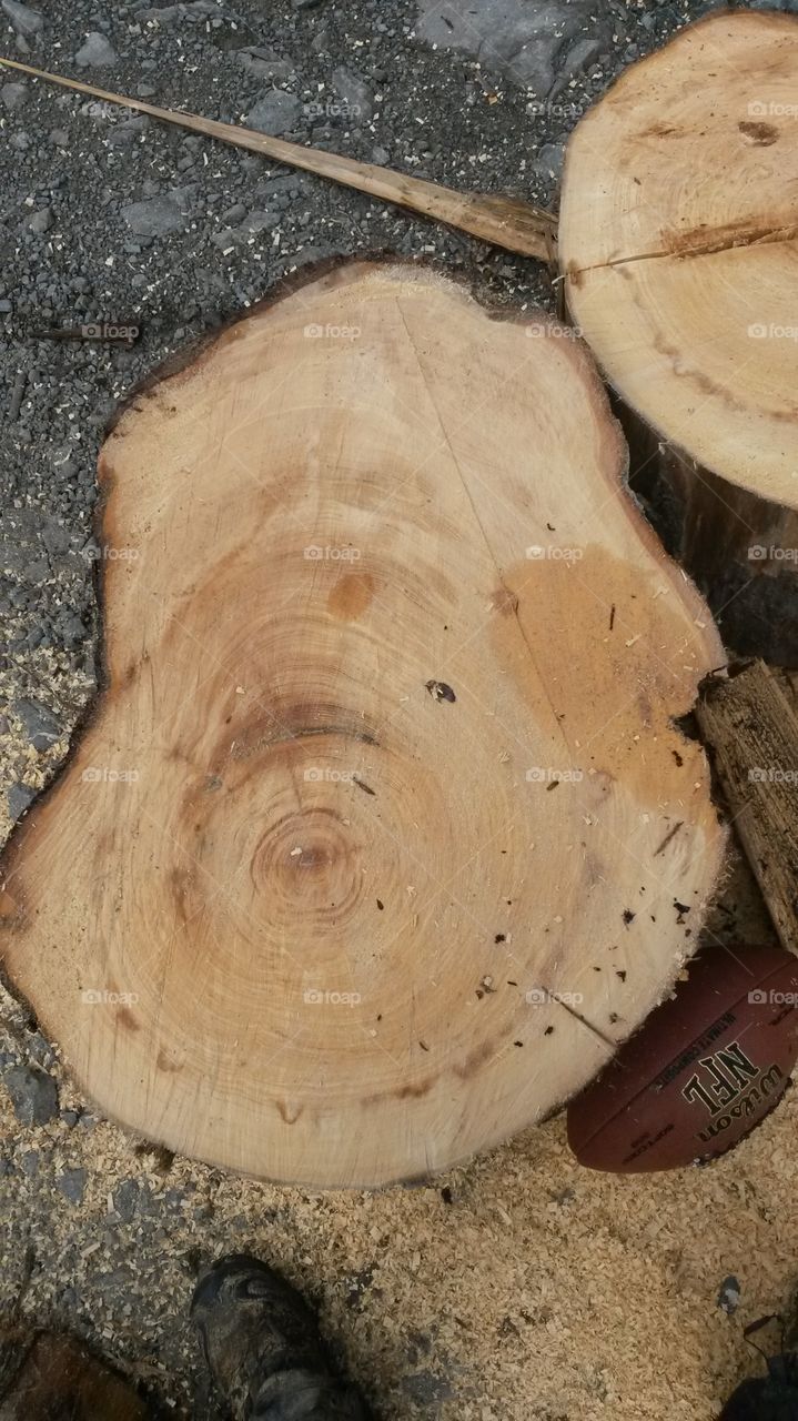 yellow cedar strange old growth rings