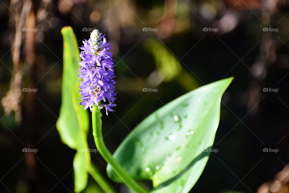 Closeup of purple sage blooming in the botanical gardens