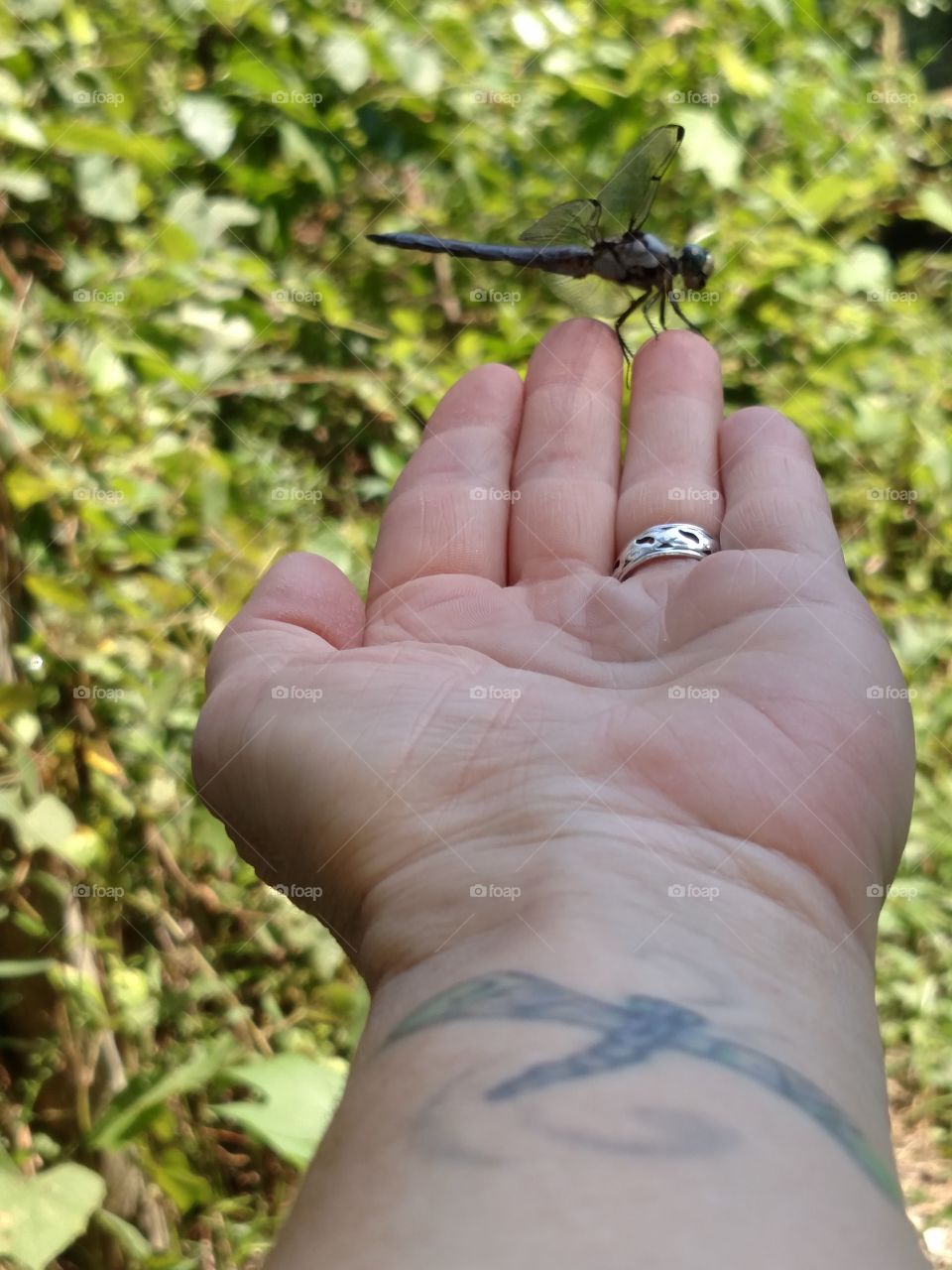new friend. this dragonfly seemed curious, so I held my hand out & he sat down
