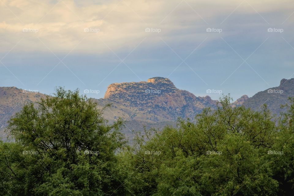 trees and the mountain