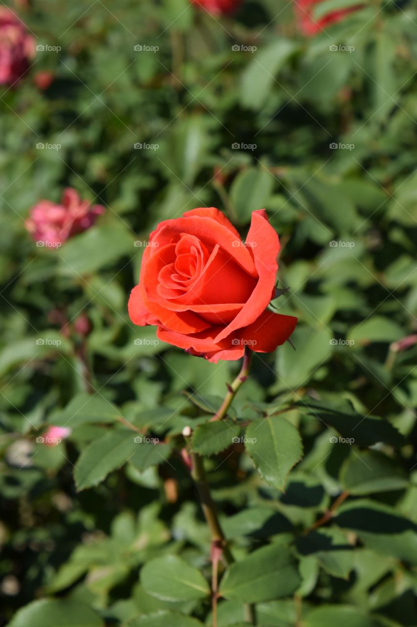 Blossom of red flowers