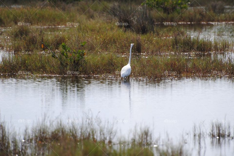 Egret