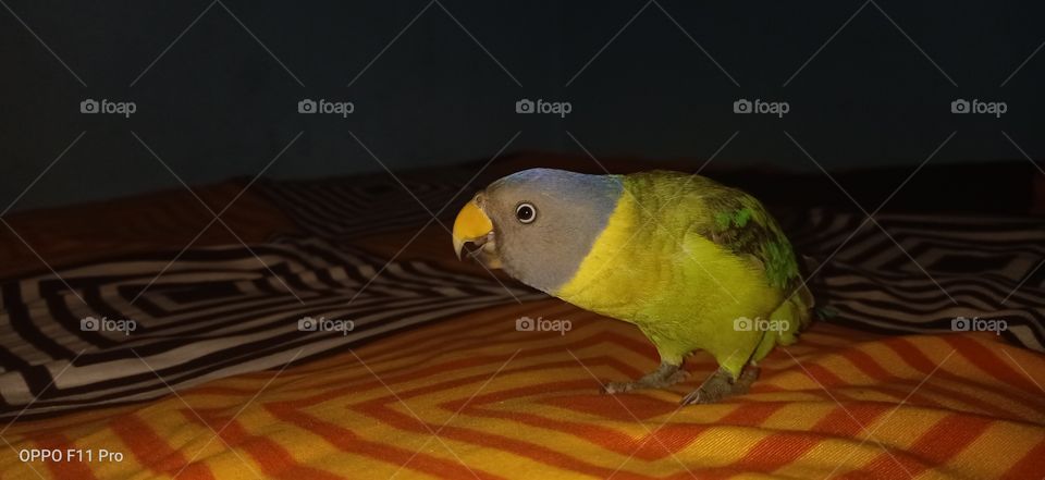 indian parrots
