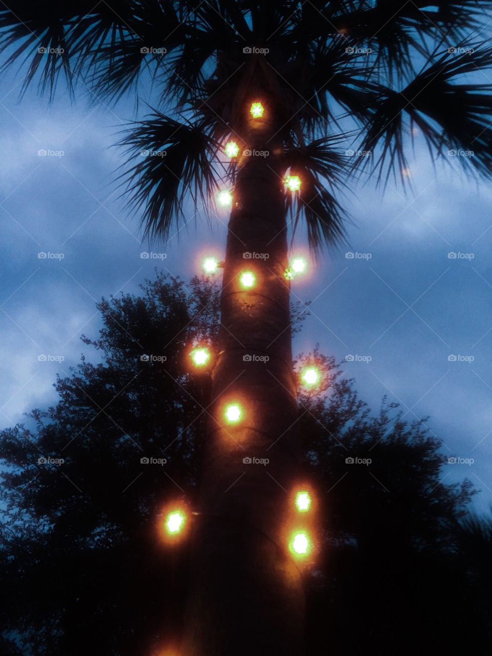 Palm Christmas Tree