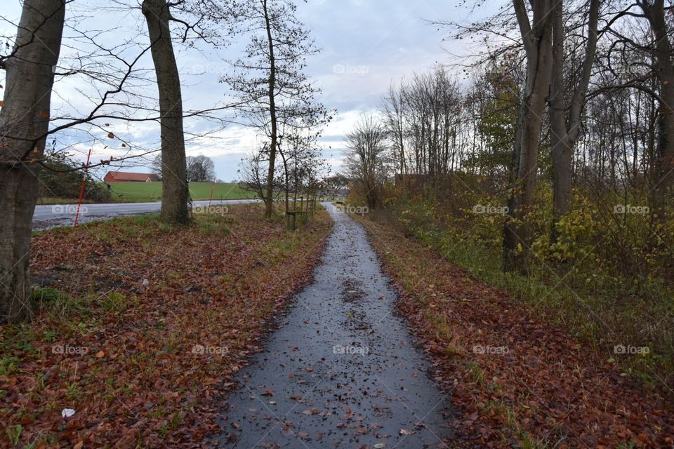 Landscape, Tree, Fall, Nature, Road