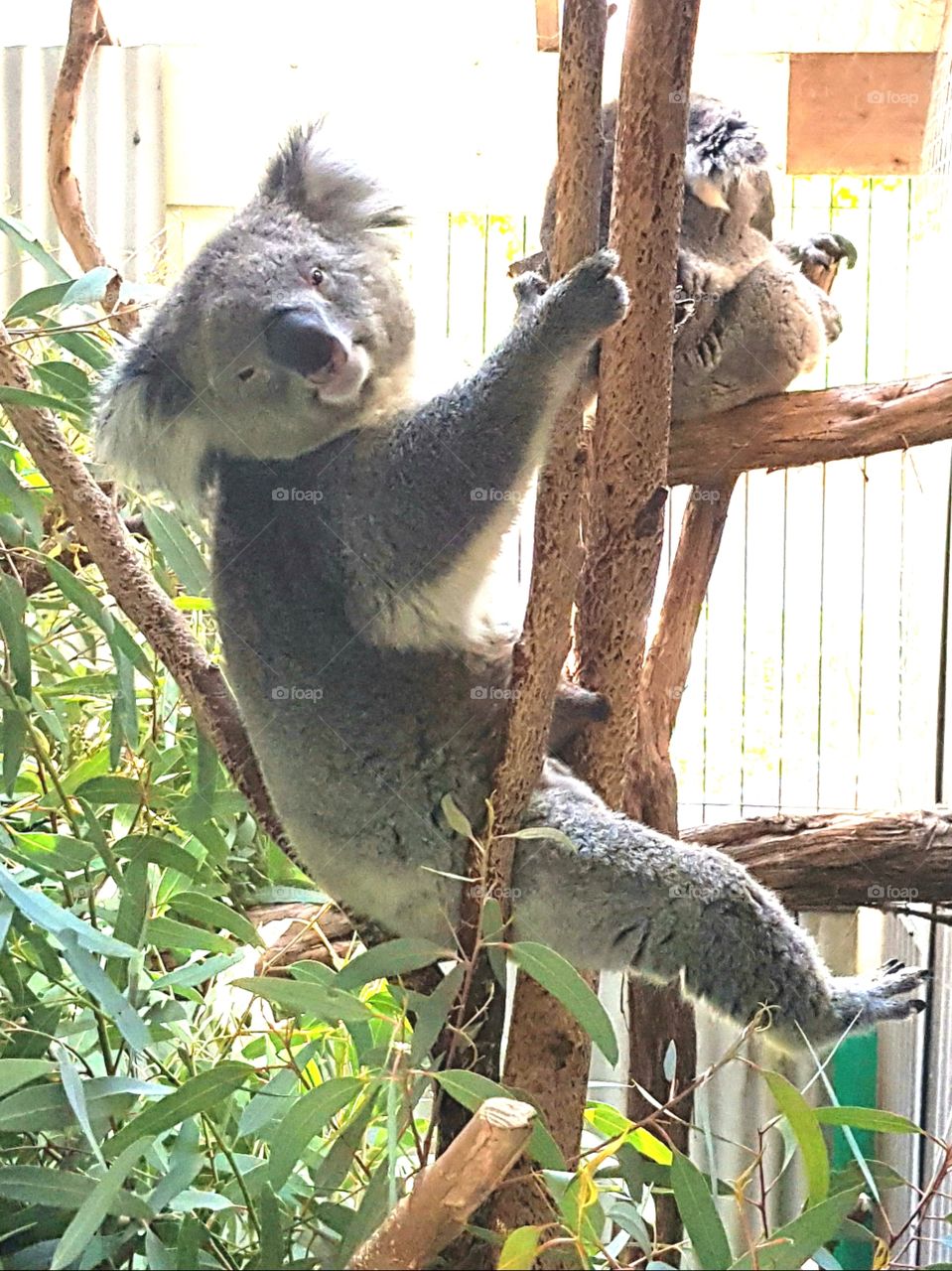 funny koala