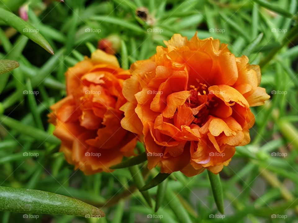 my beautiful Portulaca grandiflora