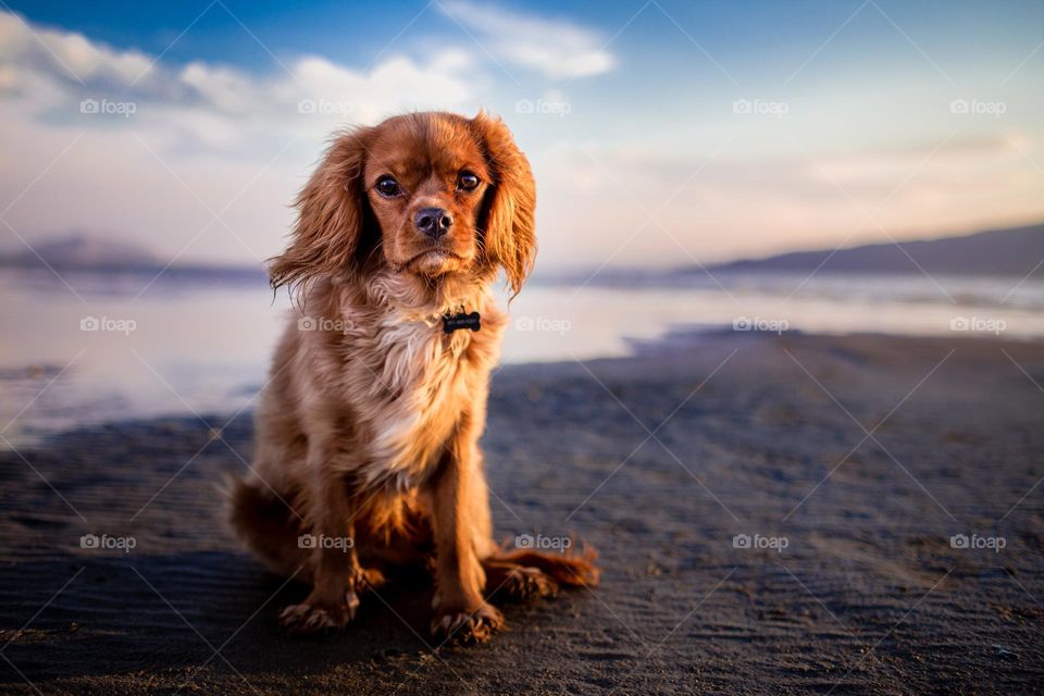 dog on the beach 🏖️