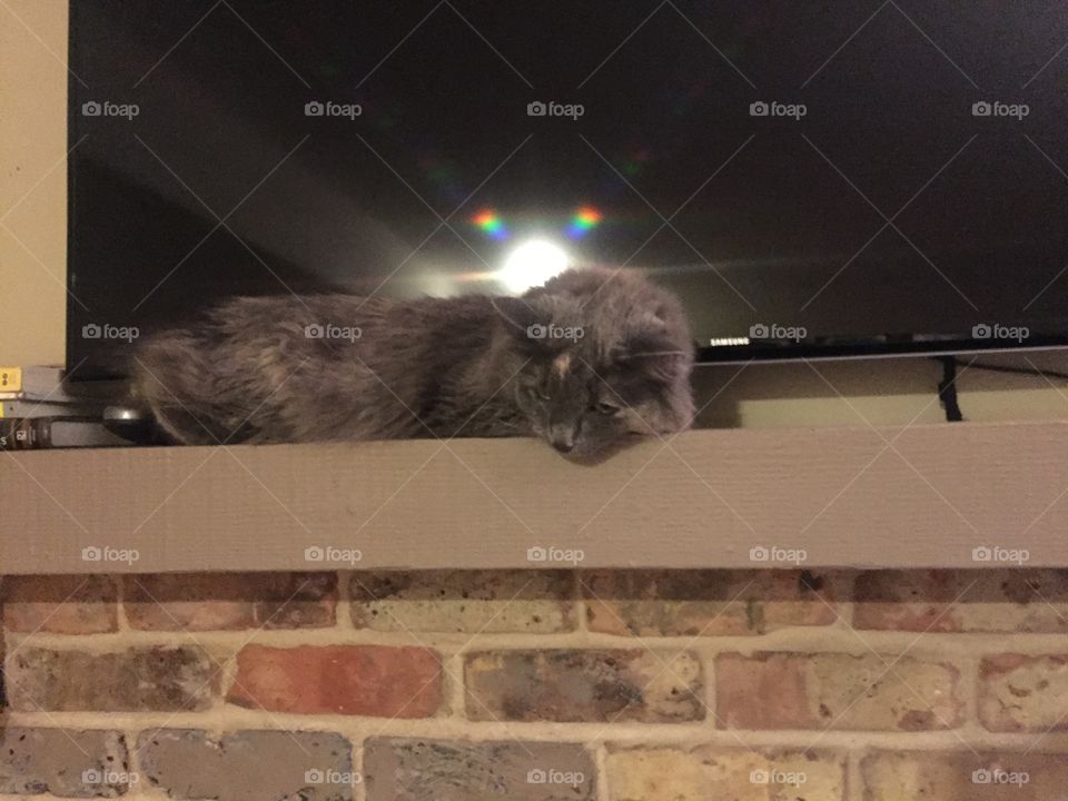 Cat, Mammal, Portrait, Pet, Building