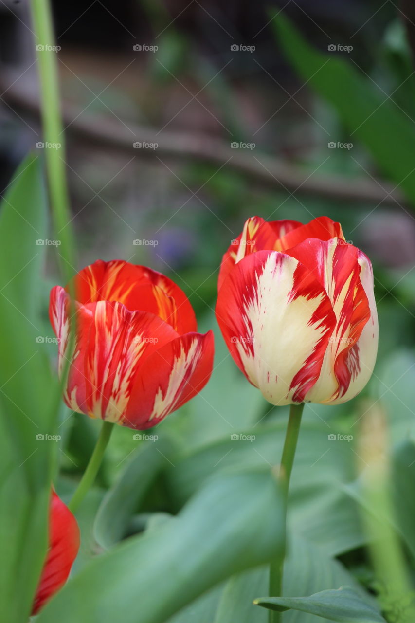 Two-color tulips (red with white splashes) in May