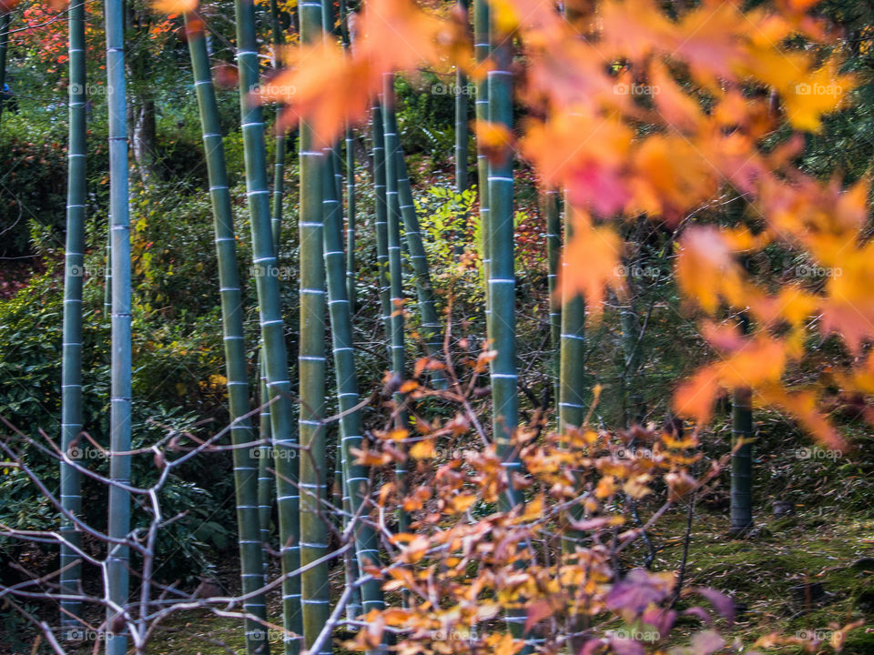 Bamboo forest