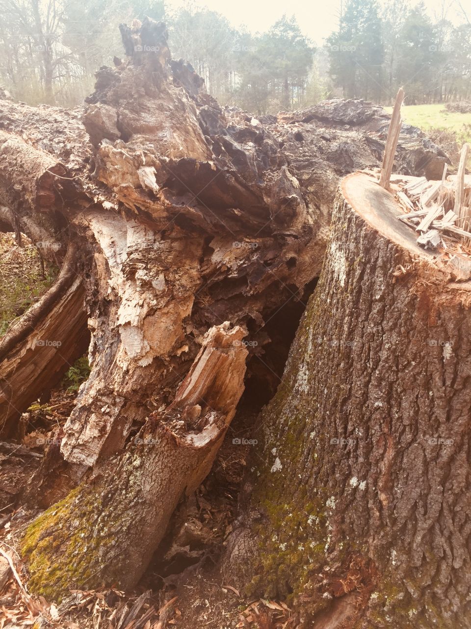 Tree stump 