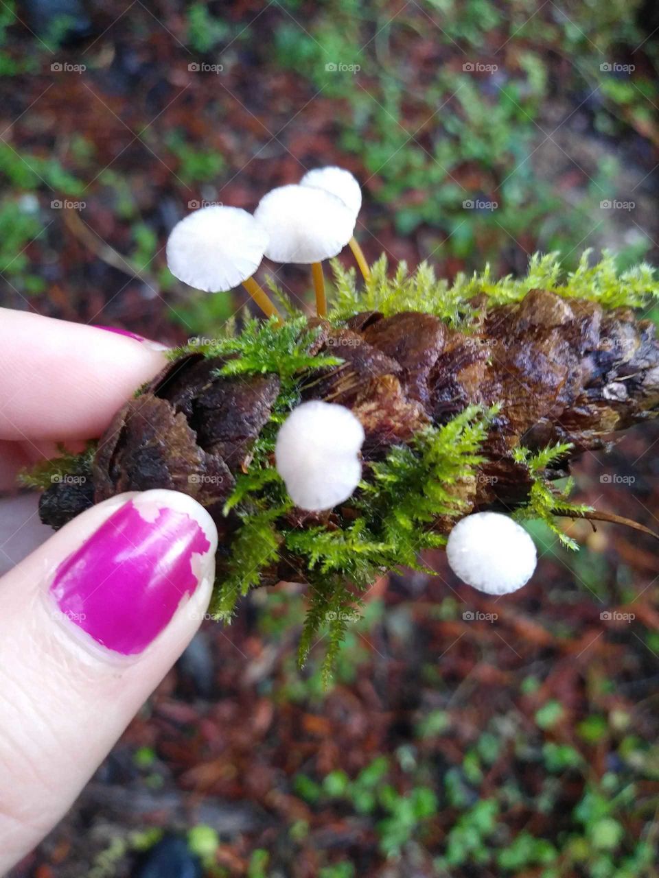 Tiny White Mushrooms Growing On Pinecone with Green Moss In Wilderness