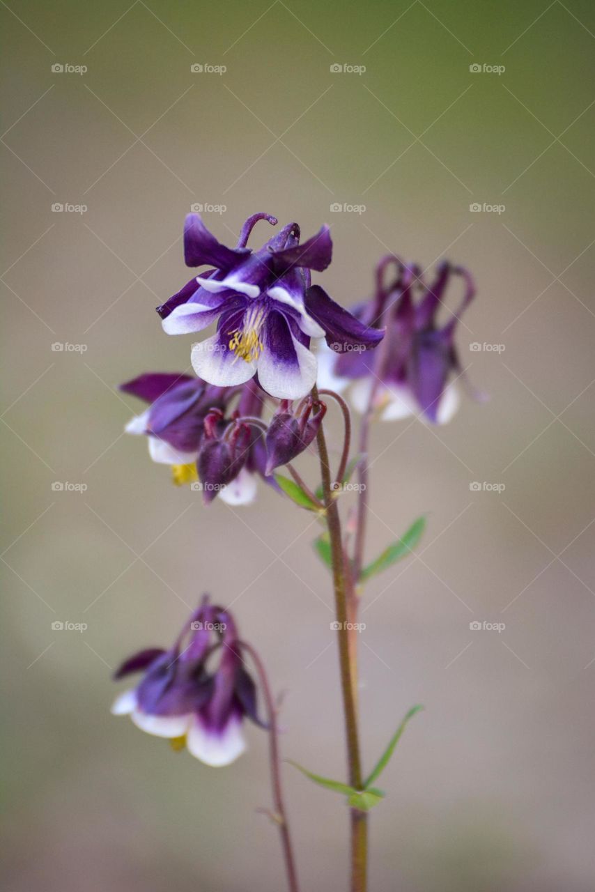 "Some kind of flower from bellflowers (Campanulaceae) family"