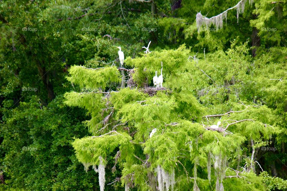 Nesting egrets