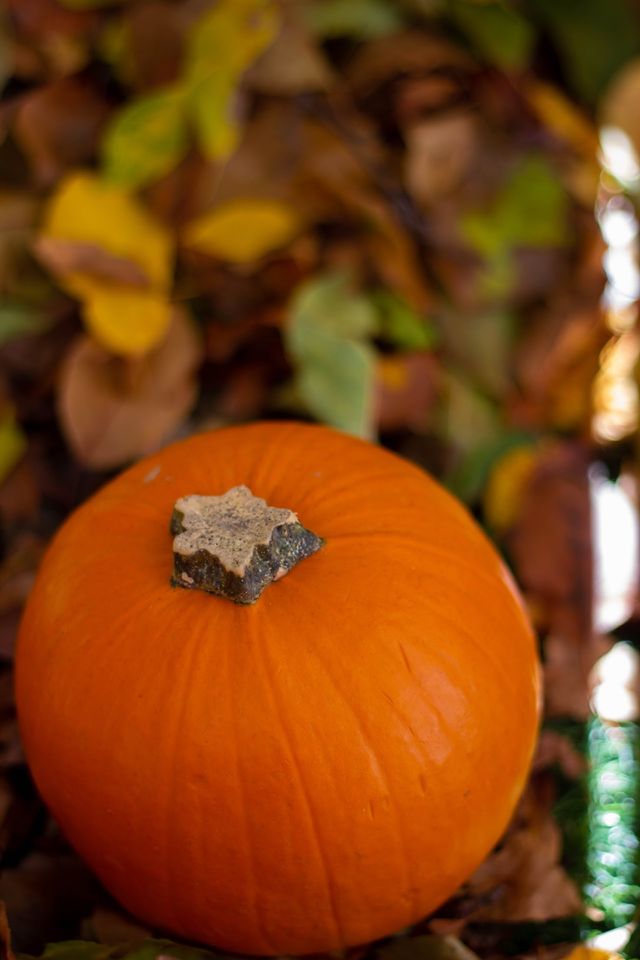 Pumpkin is here