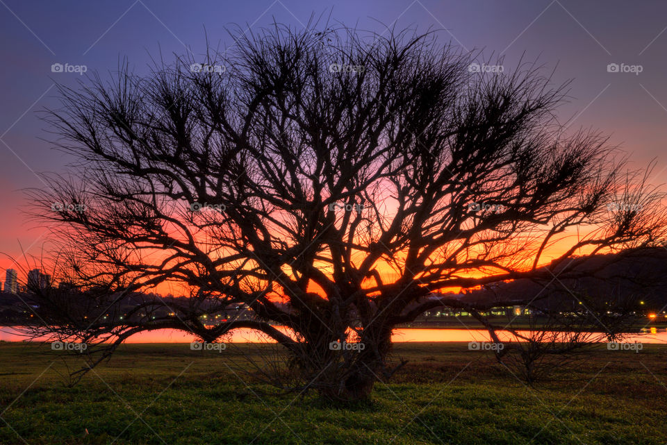 Sunset in the Barigui Park in Curitiba.