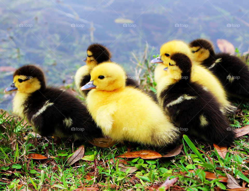 Little ducks