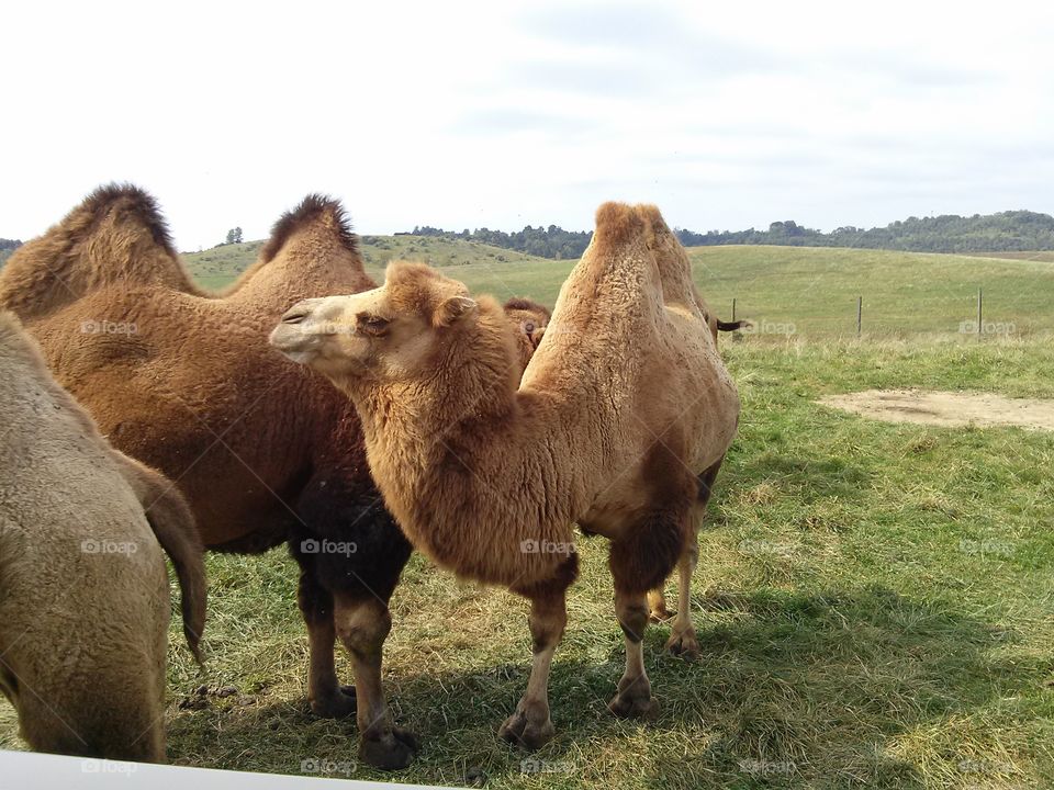 Camel. Camels from the Wilds!