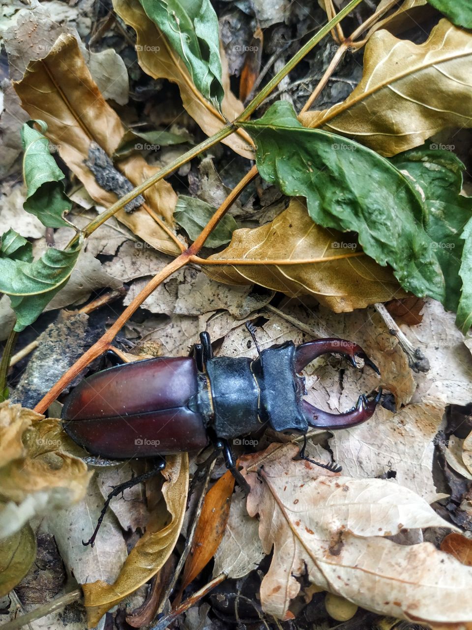 A stag beetle in the wood