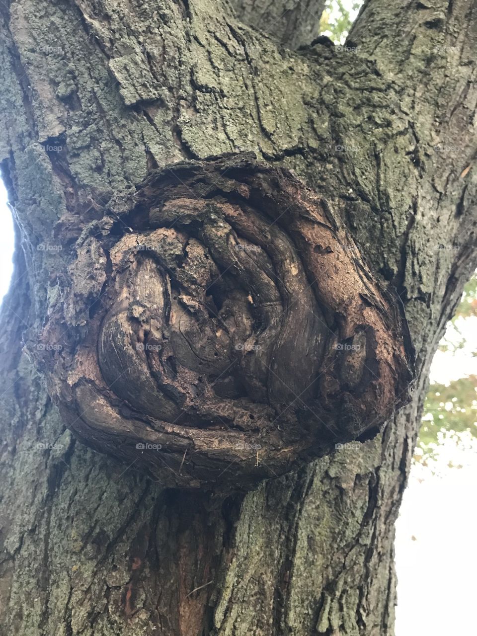 Tree knot