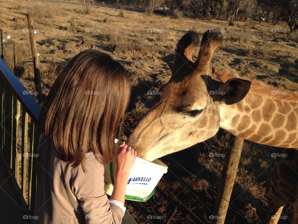 Feeding a giraffe