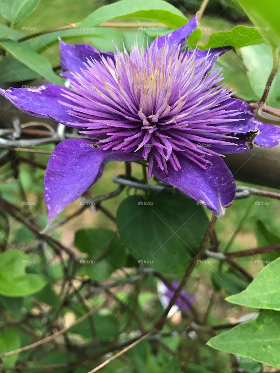 Purple flower