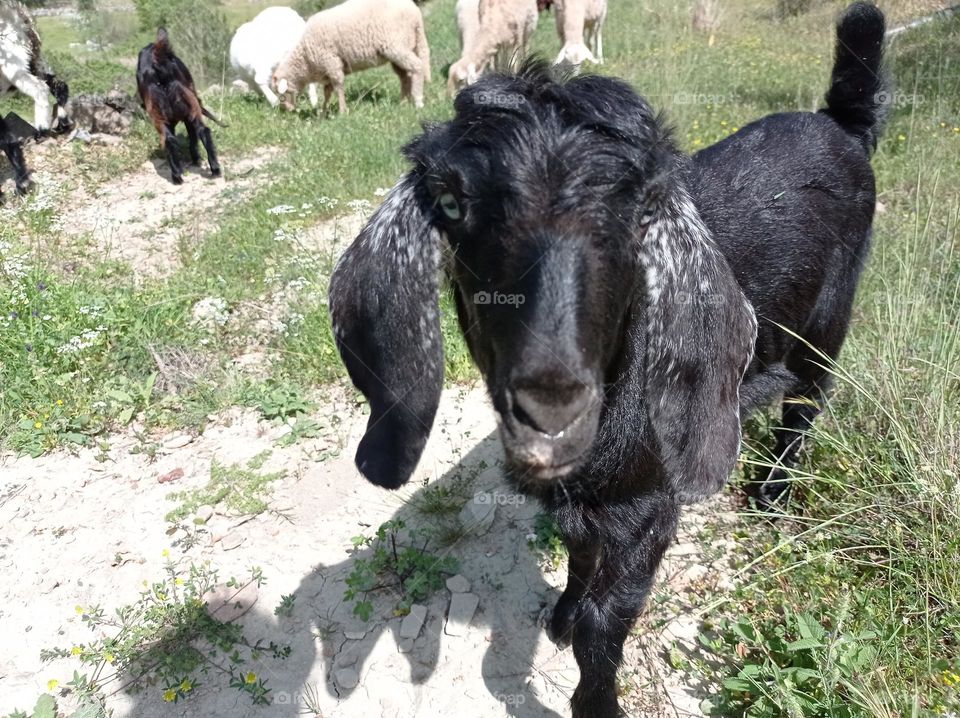 minigoat