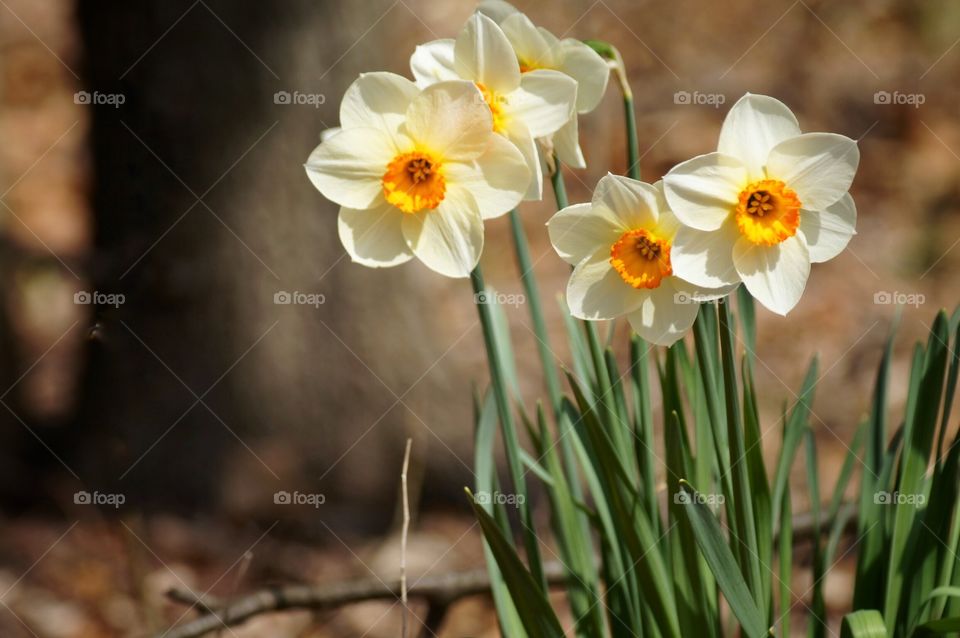 Daffodils