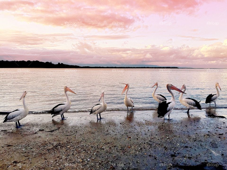 Pelicans in the evening.