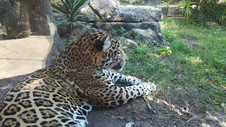 Jaguar