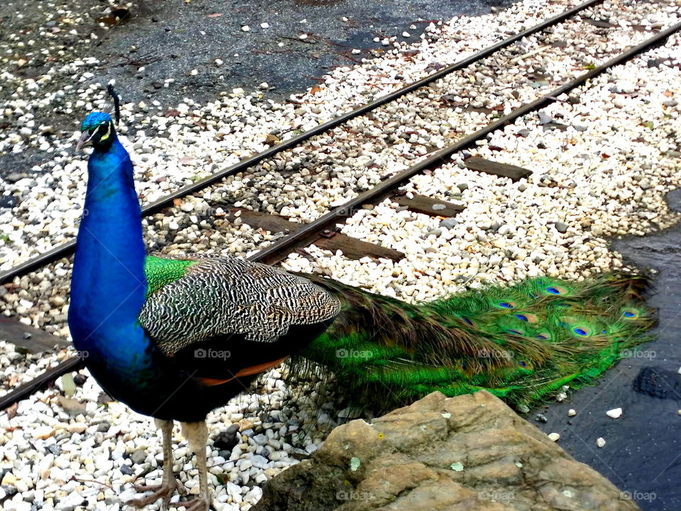 Peacock