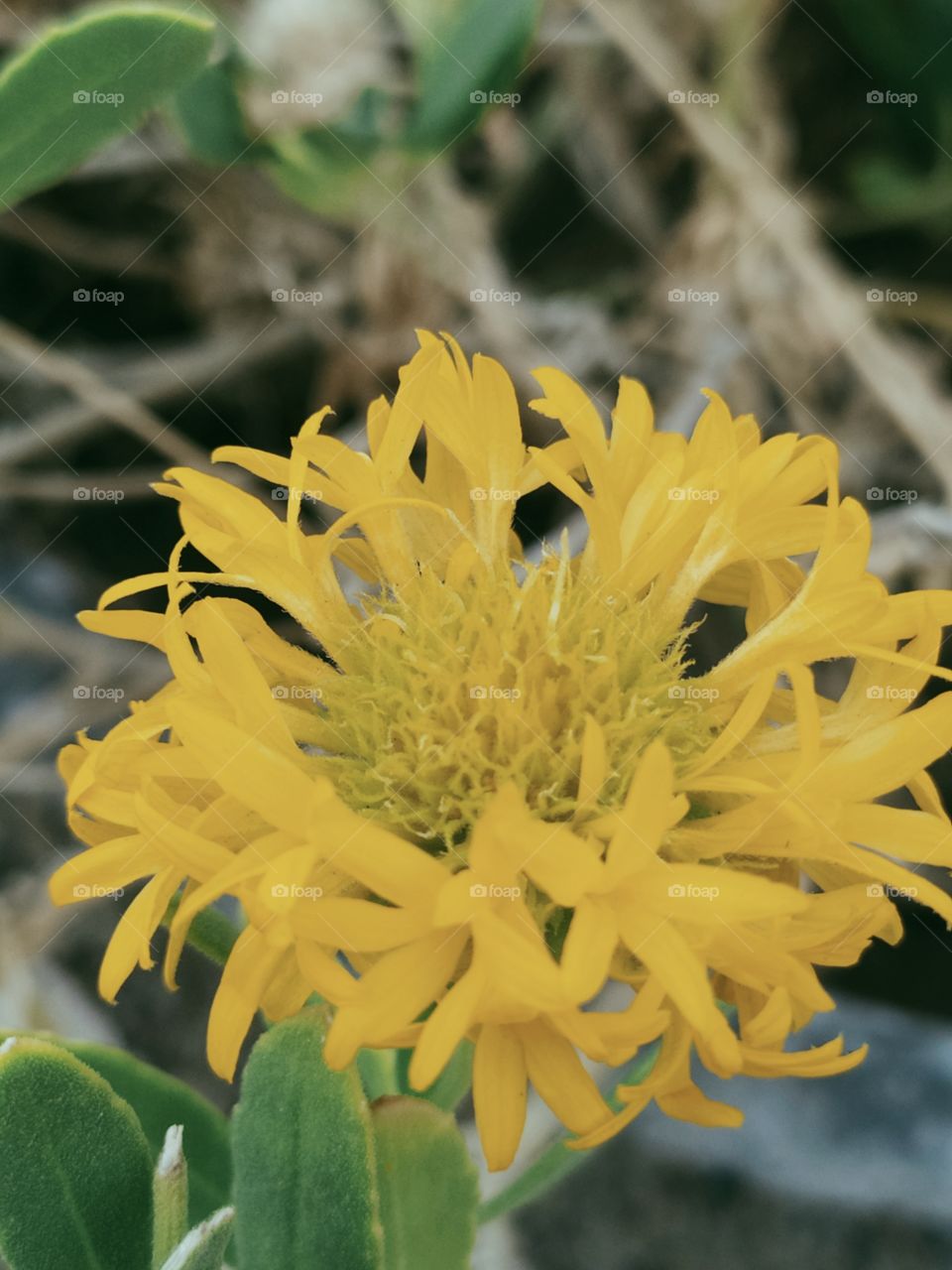 a yellow flower 🌻 click the best photography nature can be seen easily here 
best for nature related purposes