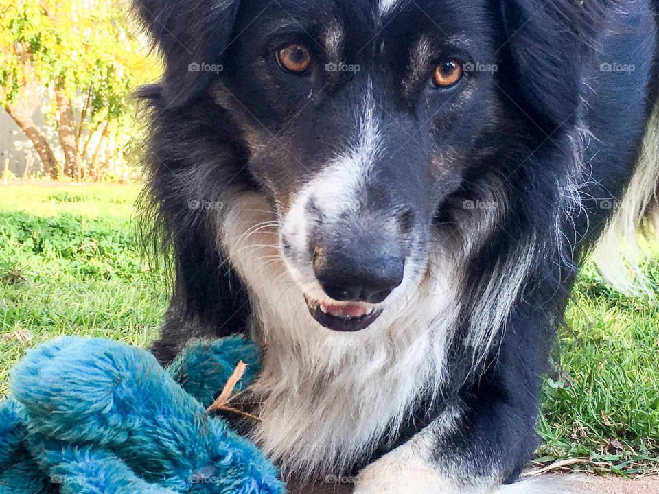 Close-up of border collie