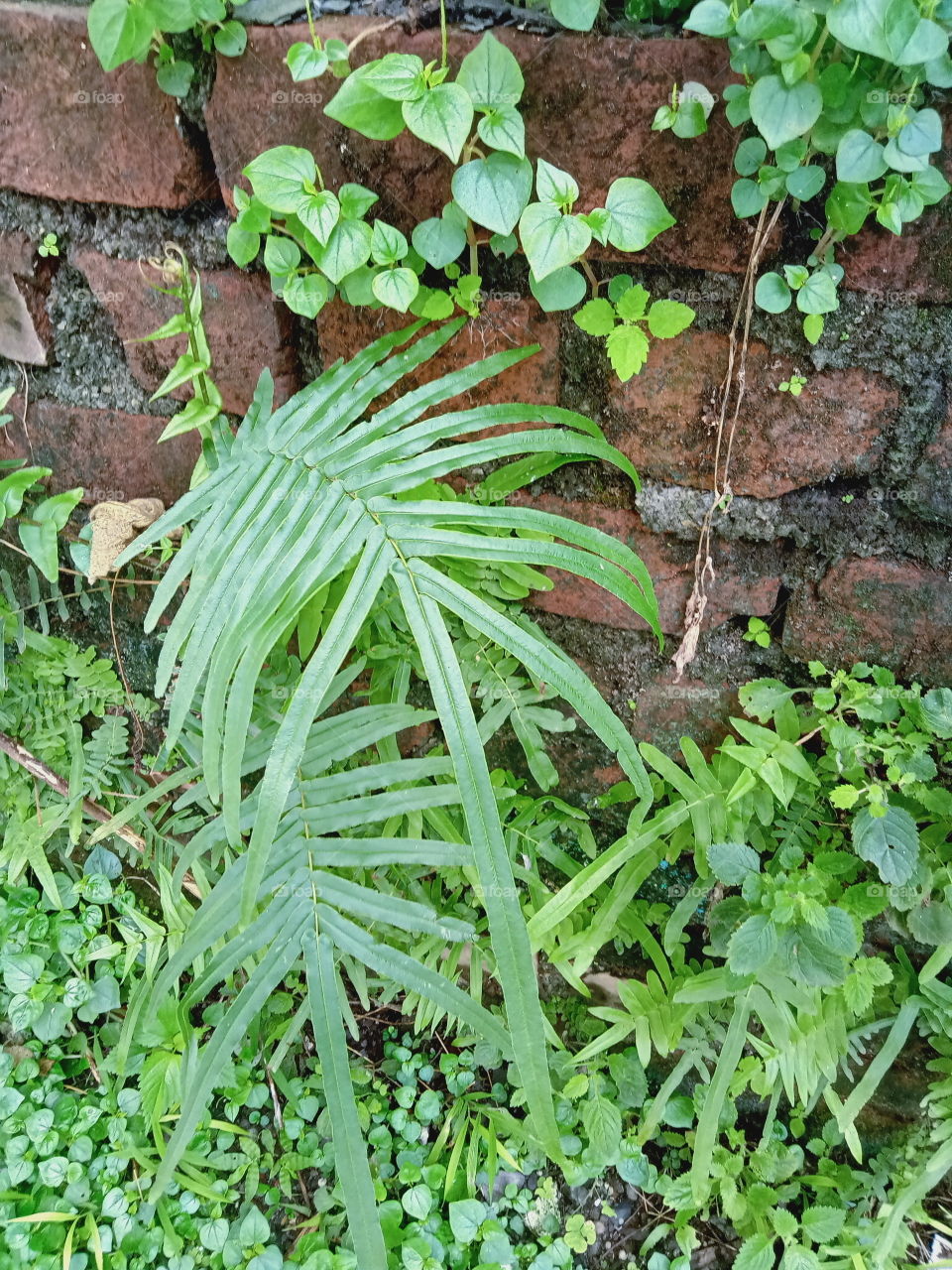 Green green everywhere in monsoon